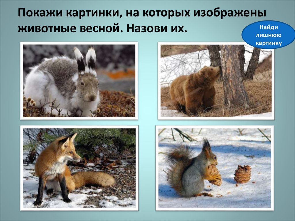Покажи картинки, на которых изображены животные весной. Назови их.