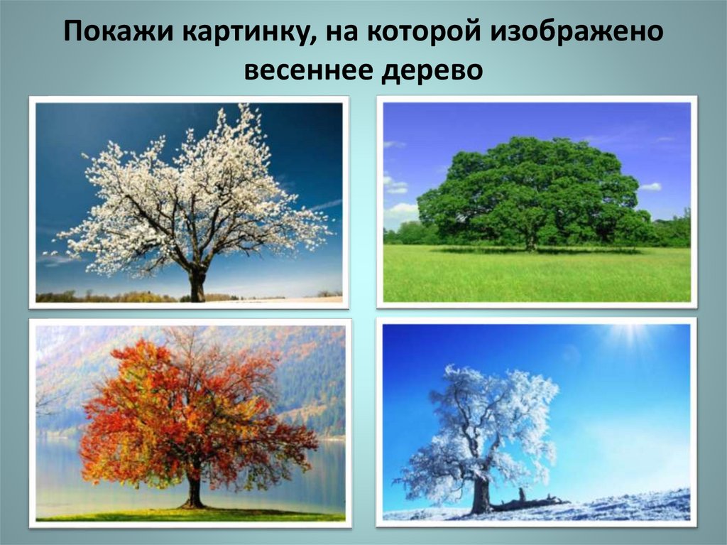 Покажи картинку, на которой изображено весеннее дерево