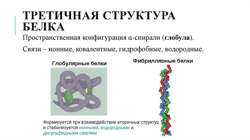 Третичную структуру белка стабилизируют