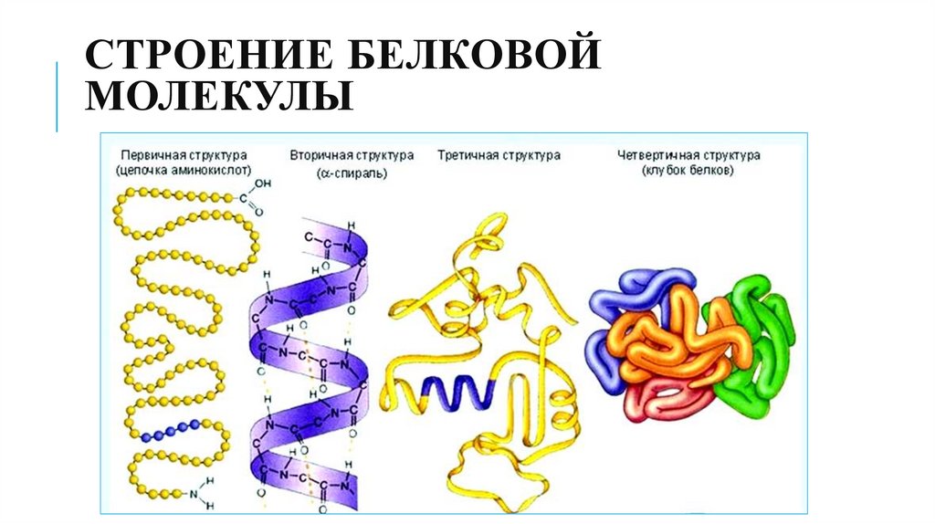 Белки образующиеся соединения. Уровни организации белковых молекул таблица. Первичная и вторичная структура белка. Первичная структура белковых молекул. Пространственная структура белка таблица.