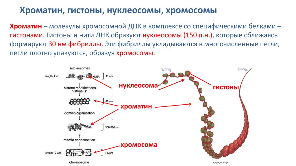 Какие структуры в ядрах содержат днк. Хроматин гистоны. Хромосома строение нуклеосома гистоны. Строение хромосомы гистоны. Хромосомы ДНК +белки гистоны.