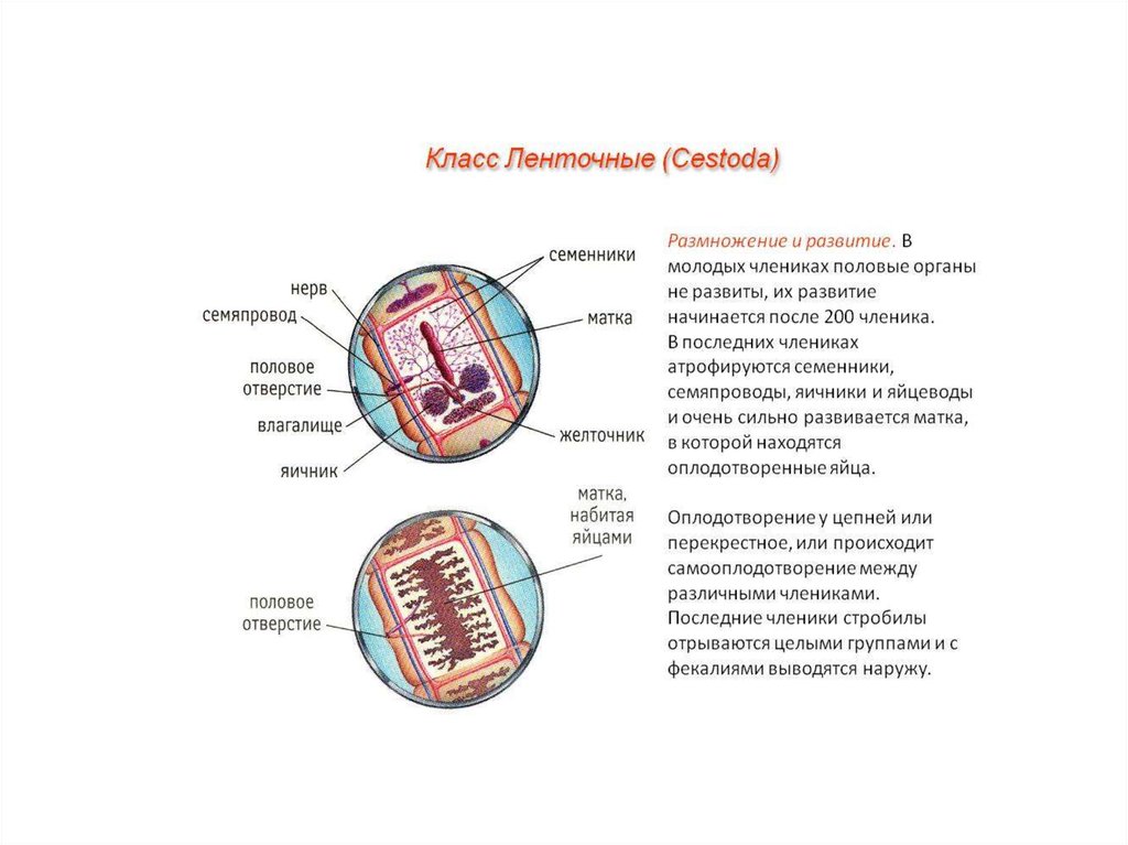 Класс ленточные черви. Ленточные черви размножение и развитие. Класс ленточные черви размножение. Тип размножения ленточных червей. Класс ленточные цикл.