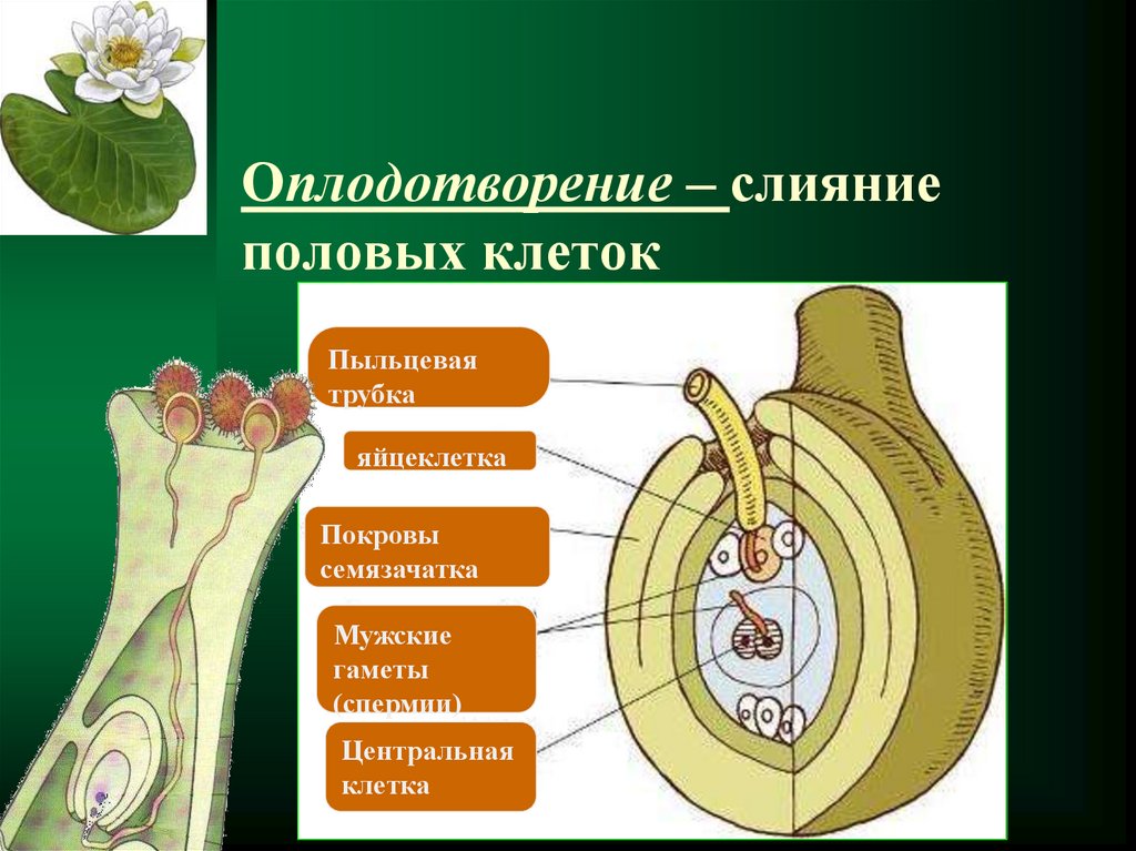 Слияние половых клеток. Центральная клетка семязачатка. Оплодотворение семязачатка. Покровы семязачатка. Развивается из Покрова семязачатка.