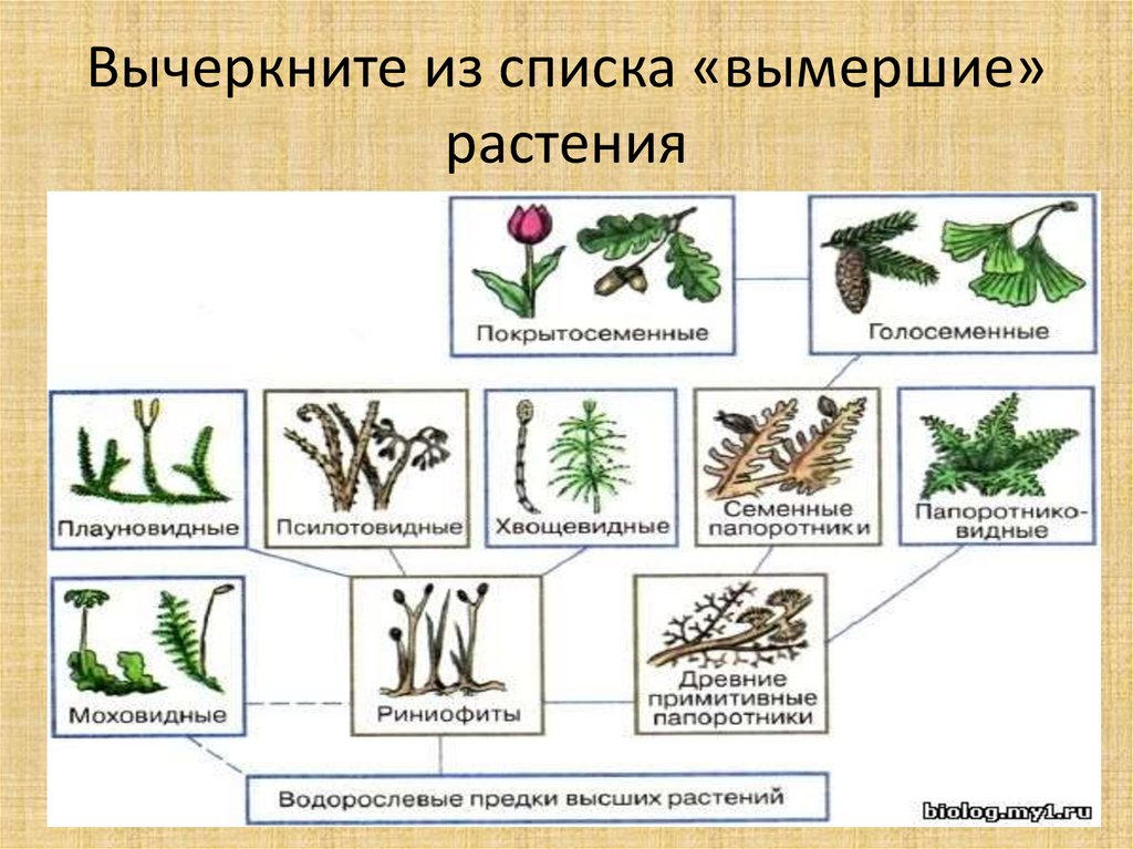 Схема типы растительности