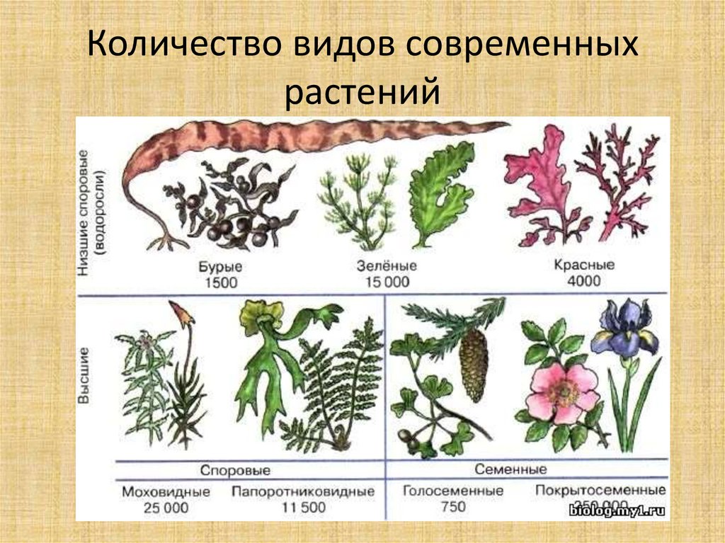 Сколько видов. Происхождение растений. Примерное число видов современных растений. Происхождение растений основные этапы. Виды растений Эволюция.