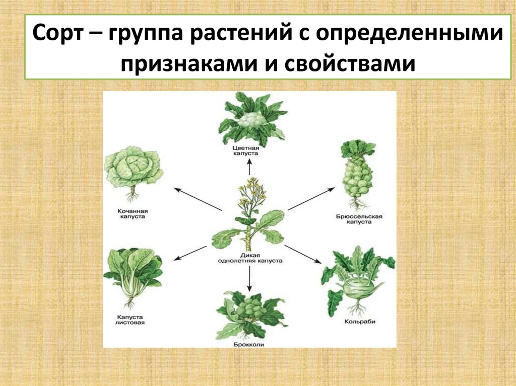 Как называется данная группа растений группа 1