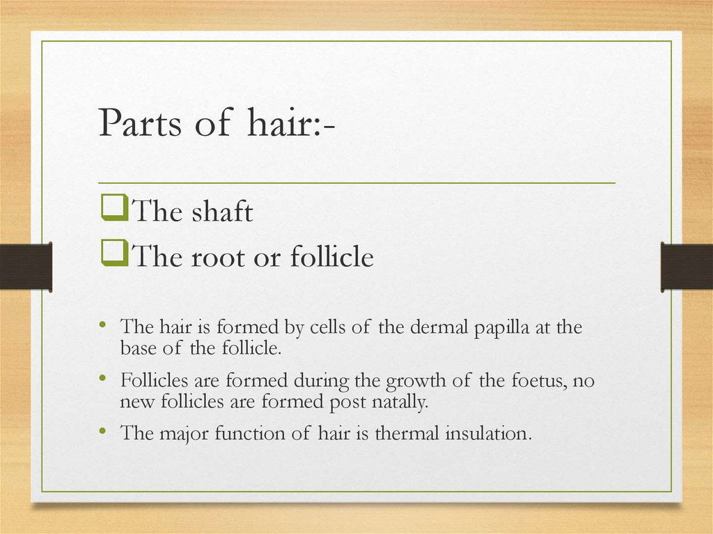 Hair morphology - online presentation