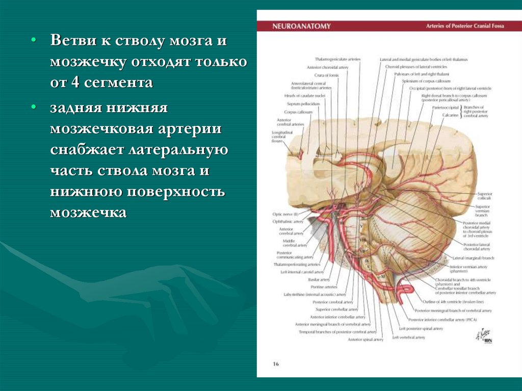 Базилярная артерия головного мозга. Мозжечковые артерии анатомия. Задняя нижняя мозжечковая артерия. Верхняя мозжечковая артерия. Передняя мозжечковая артерия.