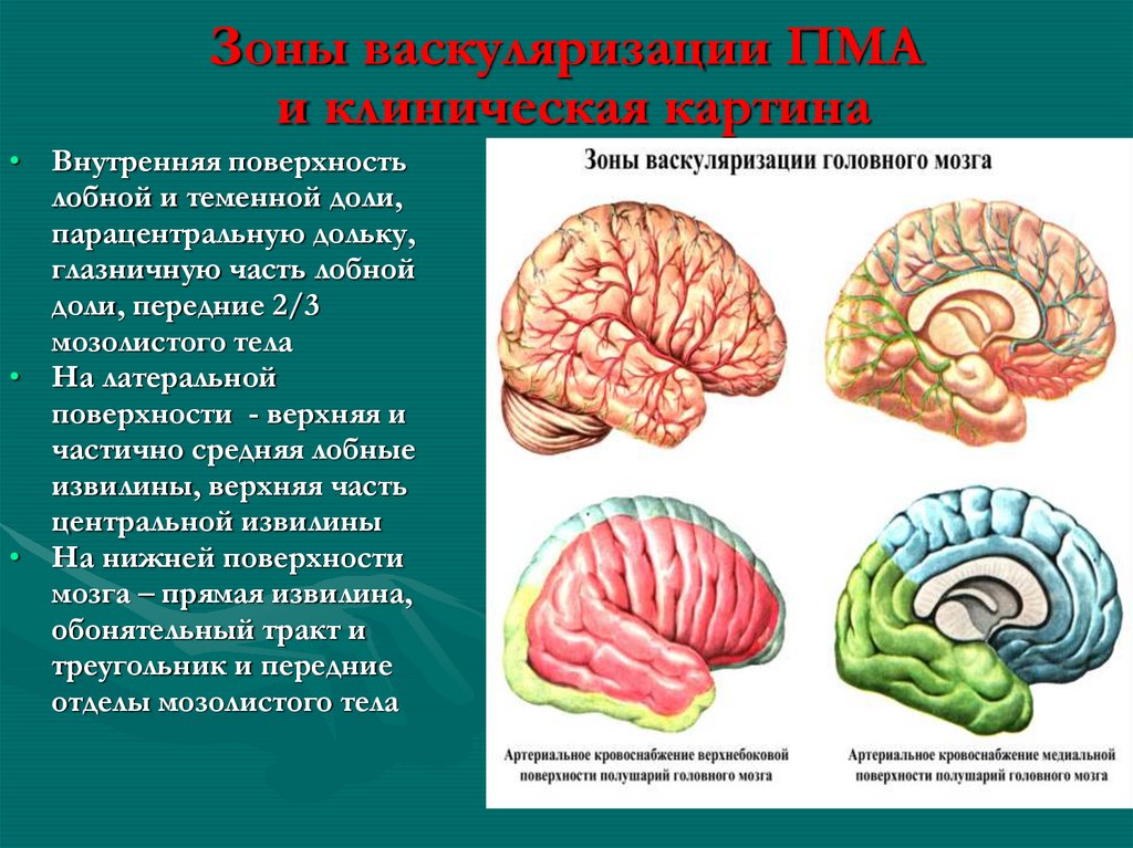 Парацентральная долька