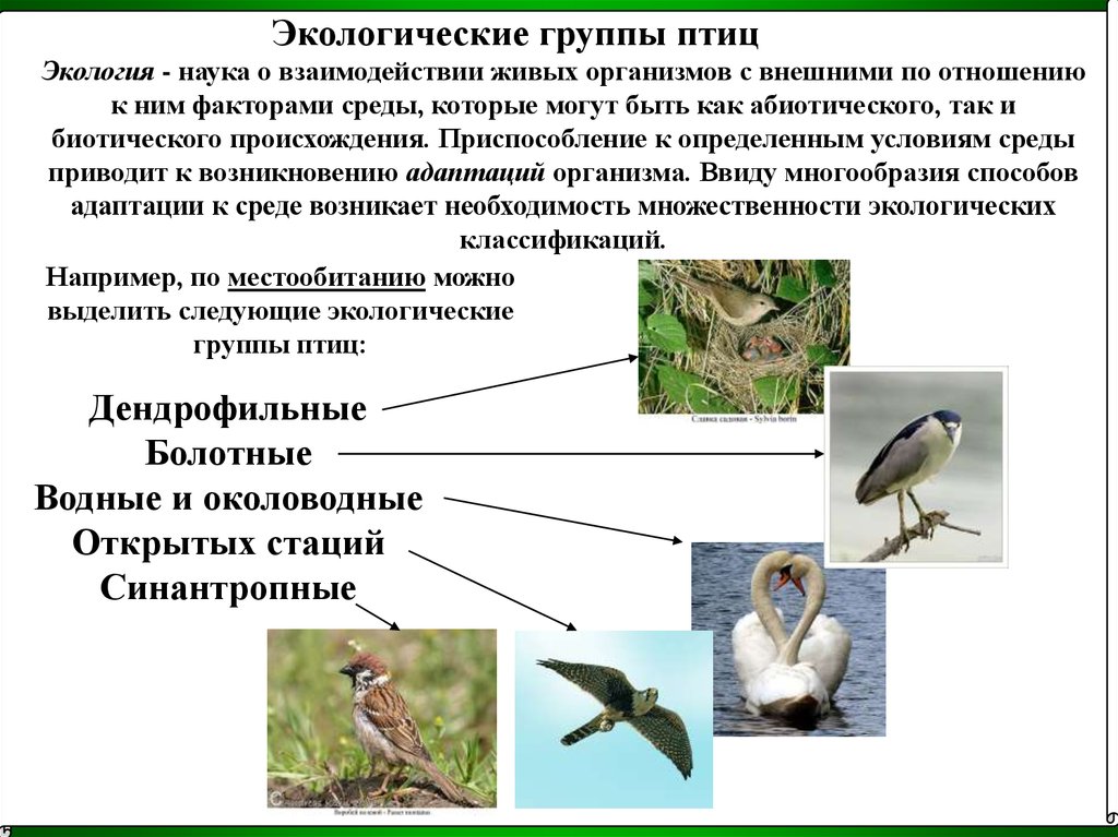 Разделите птиц на группы по способу питания