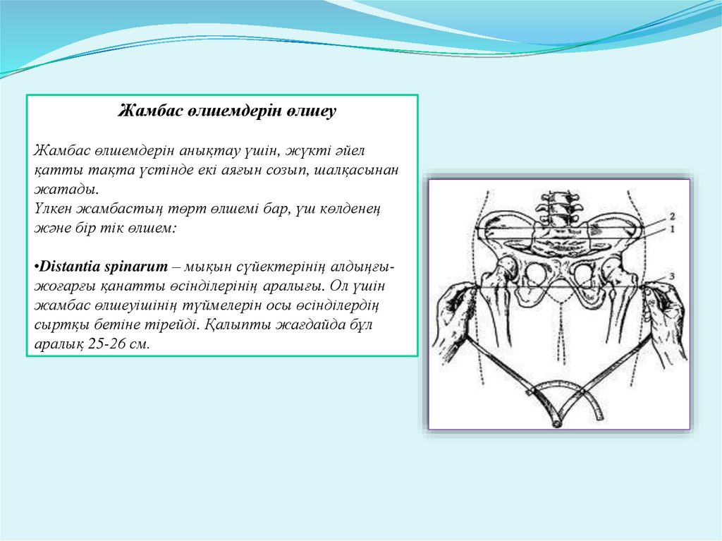 Әйел жыныс мүшелерінің анатомиясы презентация