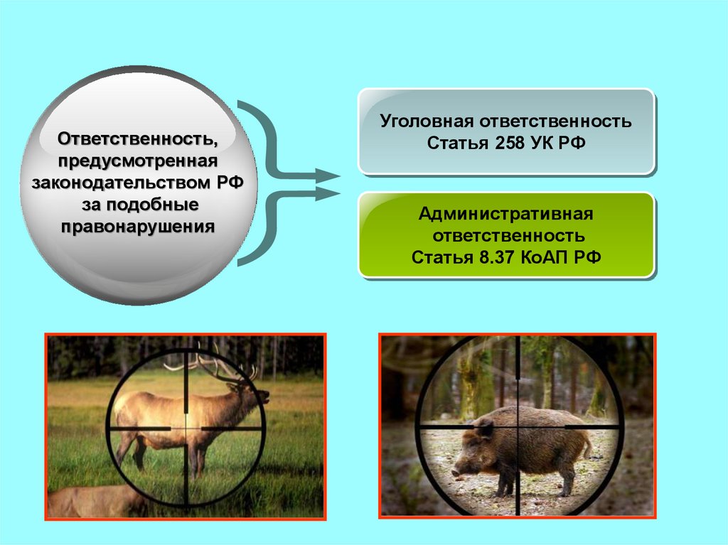 Презентация про браконьерство