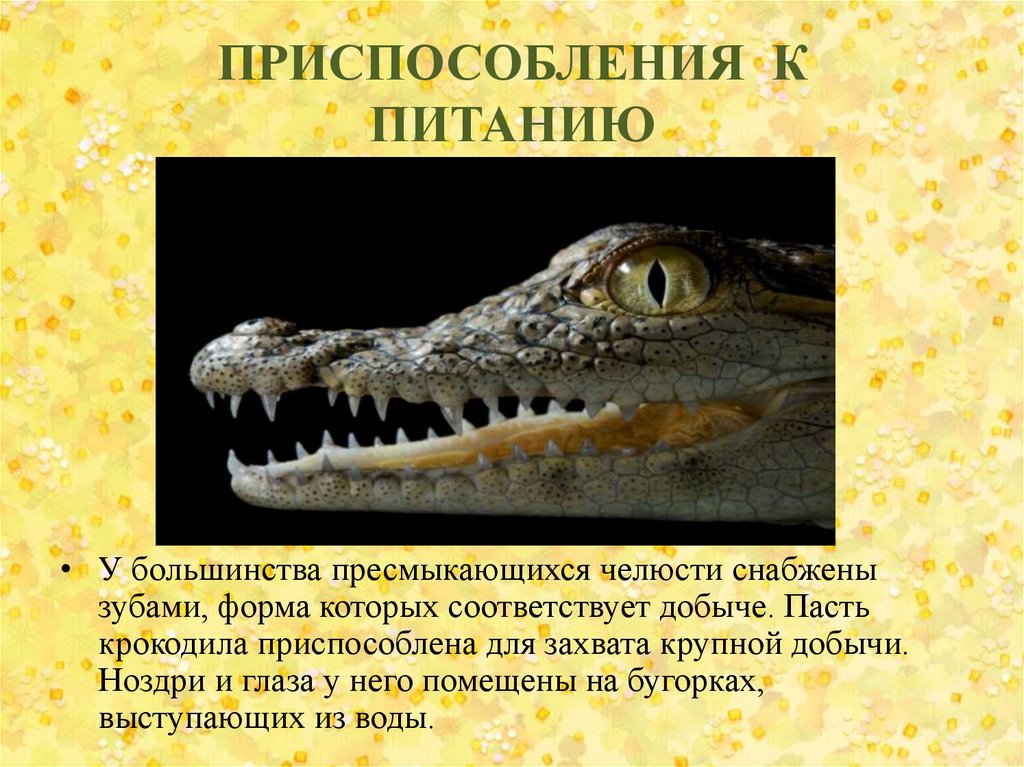 Класс пресмыкающиеся зубы. Приспособления крокодила к питанию. Класс пресмыкающиеся. Приспособления для питания. Приспособления рептилий.