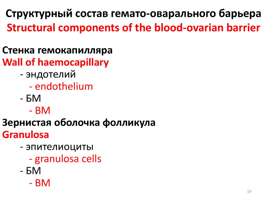 Структурный состав гемато-оварального барьера Structural components of the blood-ovarian barrier