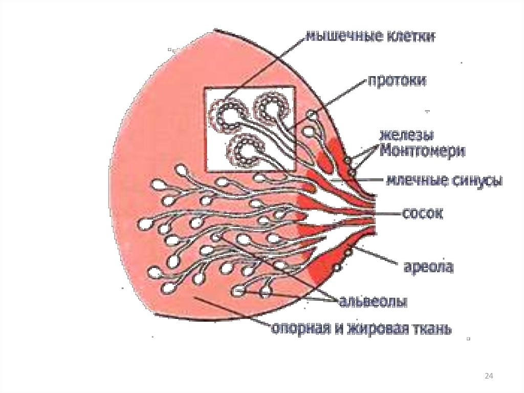 Клетки молочных желез. Железы Монтгомери строение. Молочная железа Ареола анатомия. Строение ареолы молочной железы. Строение молочной железы при кормлении.