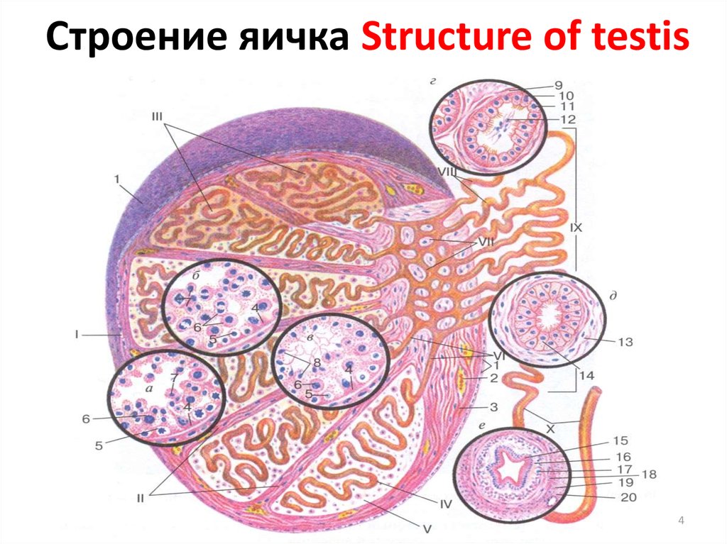 Схема яичек у мужчин