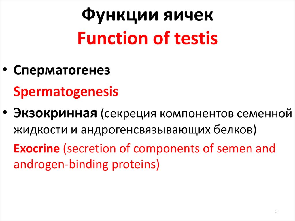 Функции яичек Function of testis