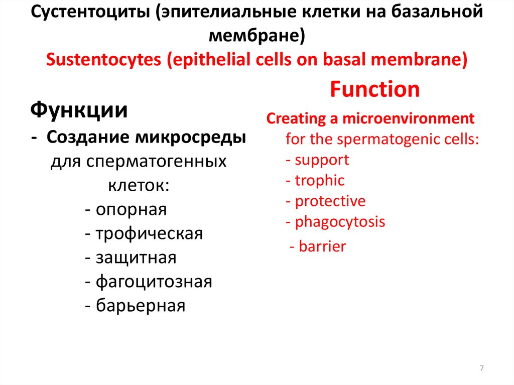 Сустентоциты (эпителиальные клетки на базальной мембране) Sustentocytes (epithelial cells on basal membrane)