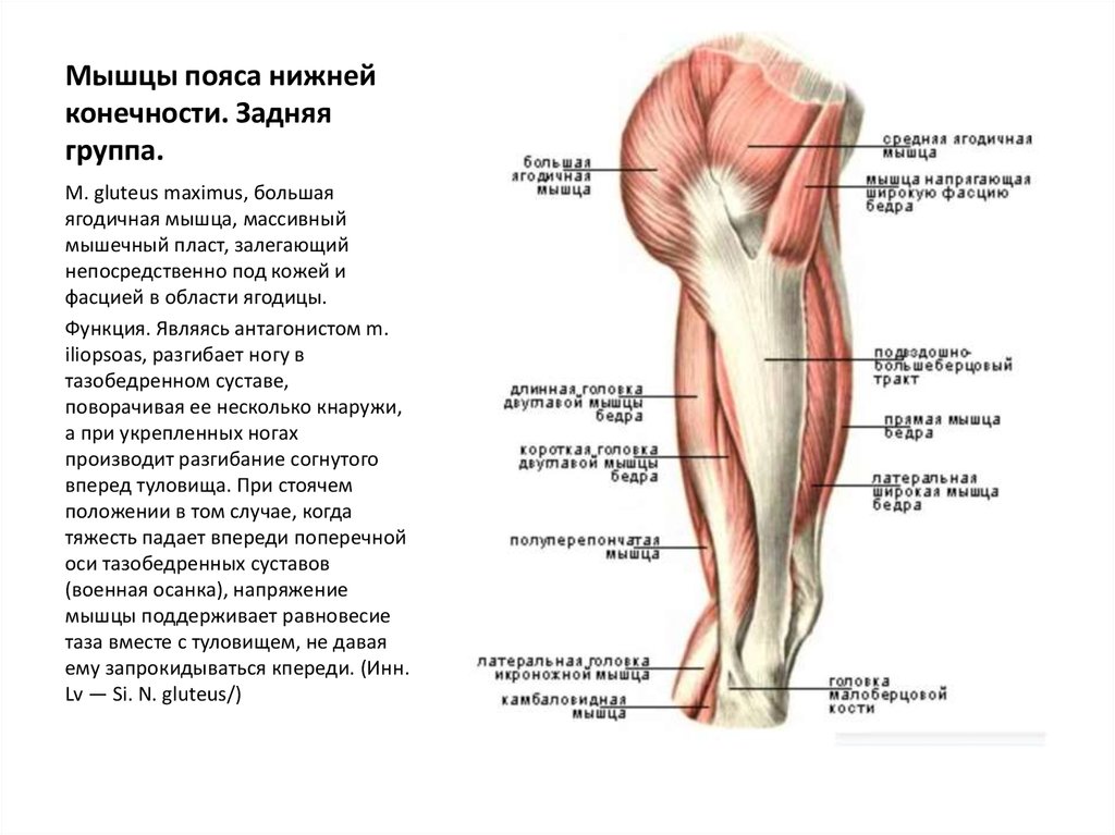 Бедро часть тела человека. Задняя группа мышц пояса нижней конечности. Мышцы пояса нижней конечности передняя группа. Мышцы тазового пояса и свободной нижней конечности анатомия.