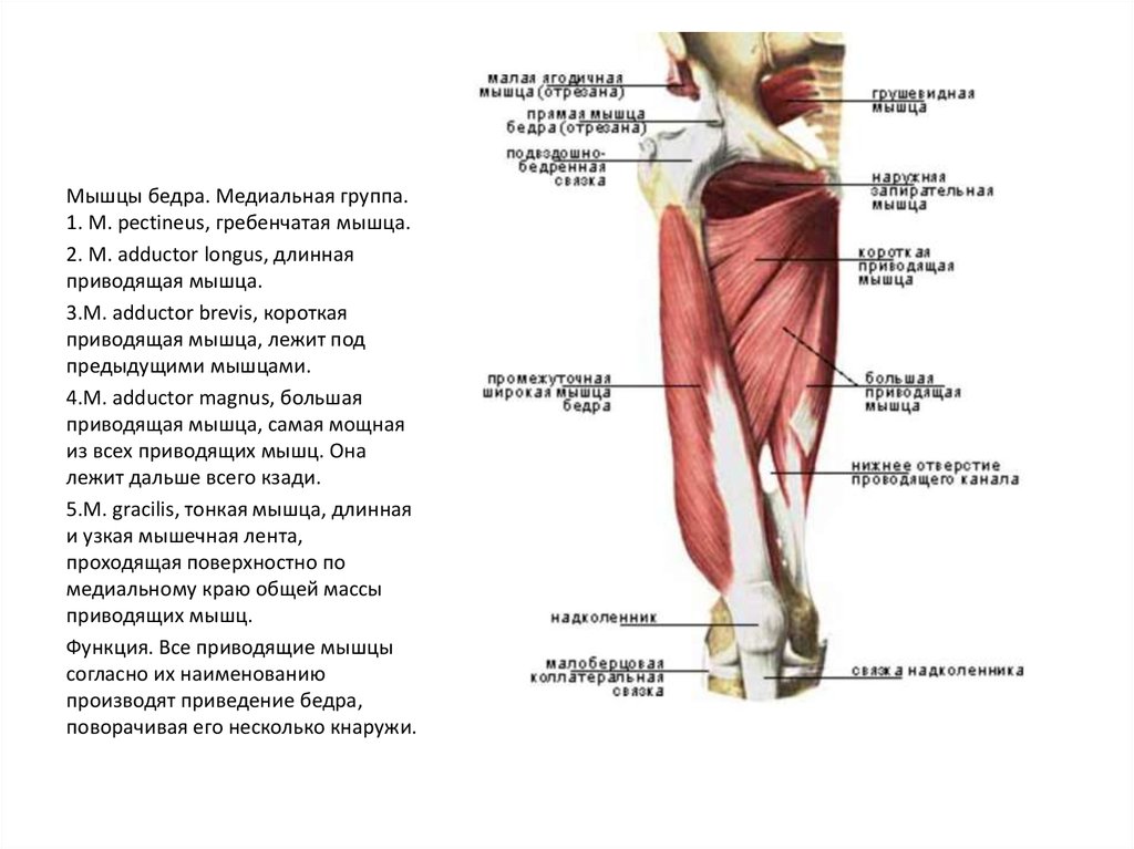 Мышцы нижних конечностей