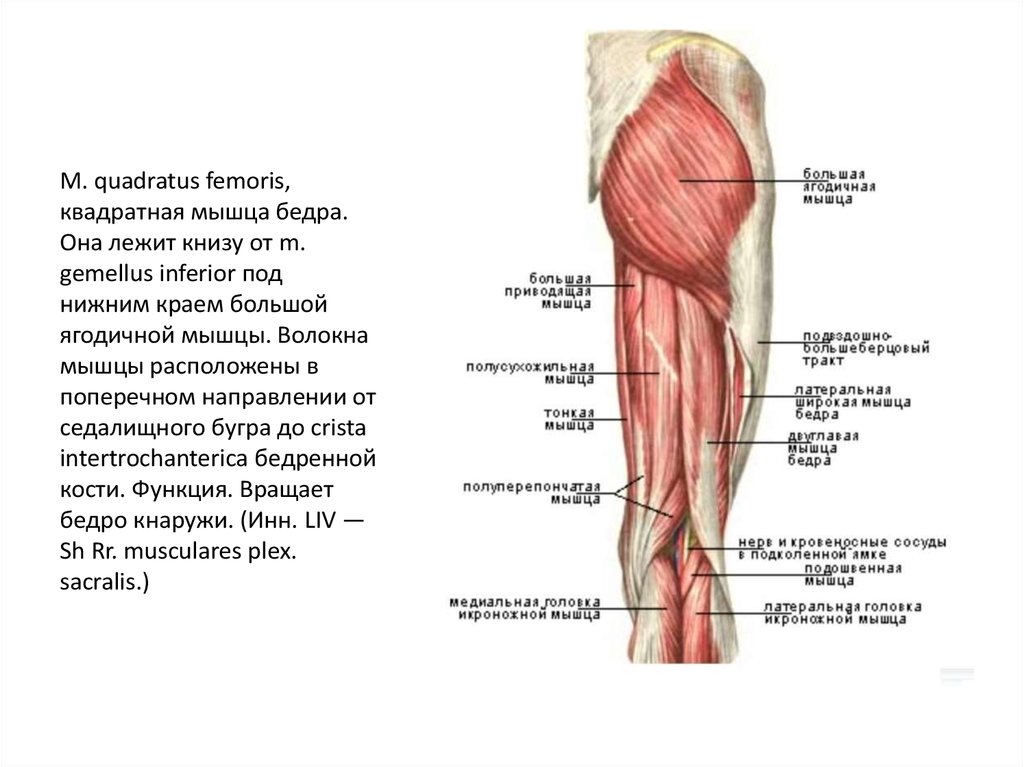 Приводящие мышцы бедра функции