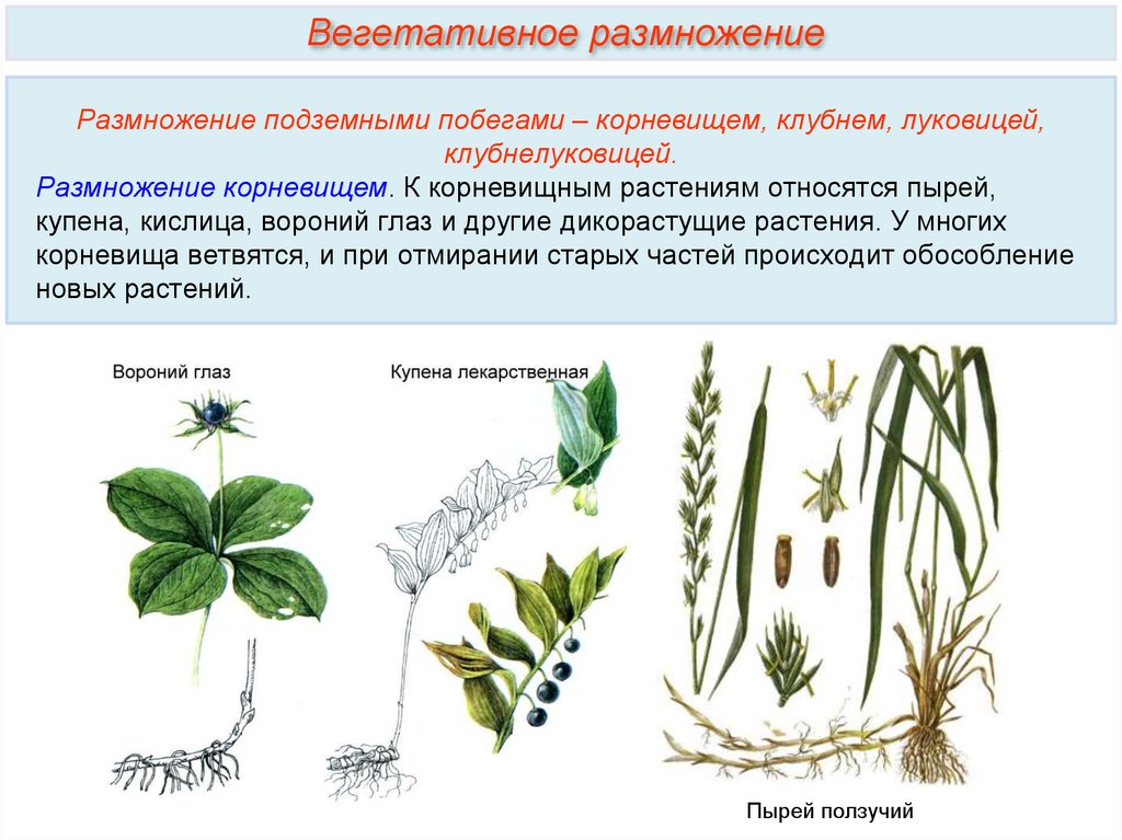 Вегетативное размножение растений примеры таблица