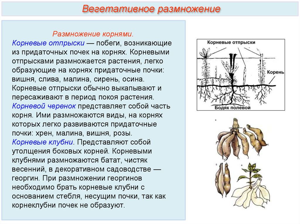Вегетативное размножение комнатного растения 6 класс