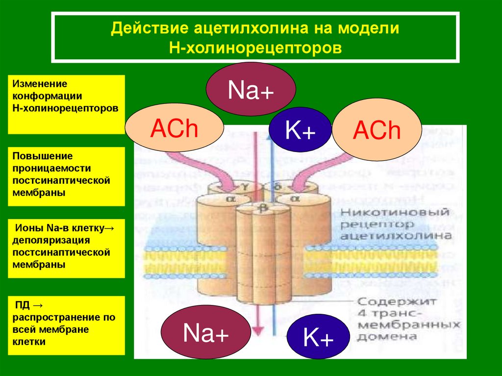 Модель проницаемости