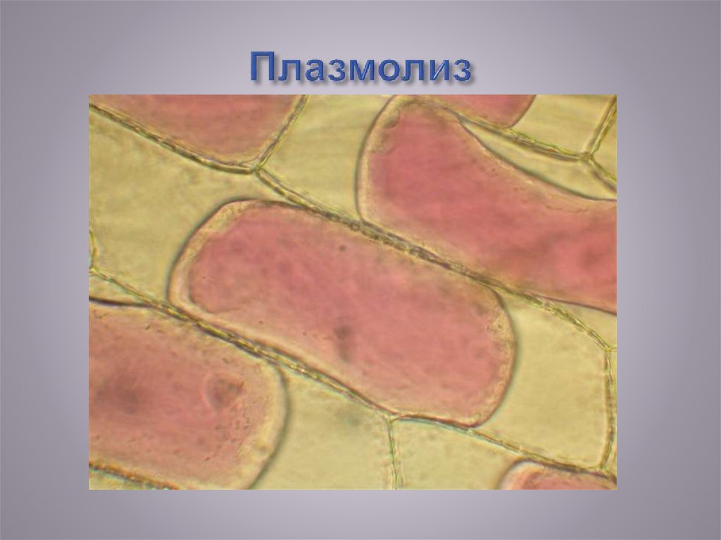 Время плазмолиза. Плазмолиз и деплазмолиз. Гипертоническая плазмолиз. Плазмолиз растительной клетки.