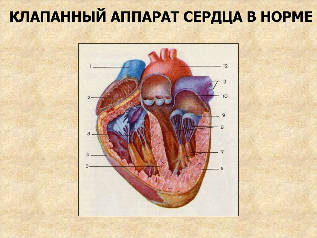 Рисунок клапанный аппарат сердца