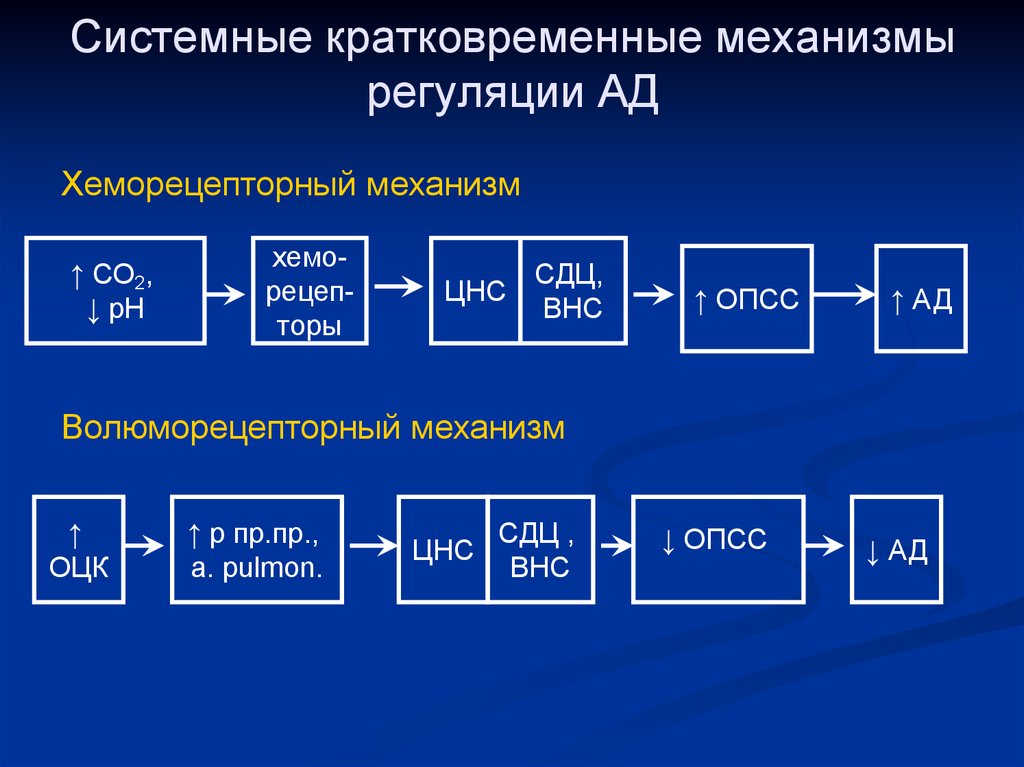 Системные механизмы. Хеморецепторный механизм регуляции артериального давления. Механизмы регуляции ад патофизиология. Кратковременные механизмы регуляции ад. Хеморецепторный механизм регуляции ад.