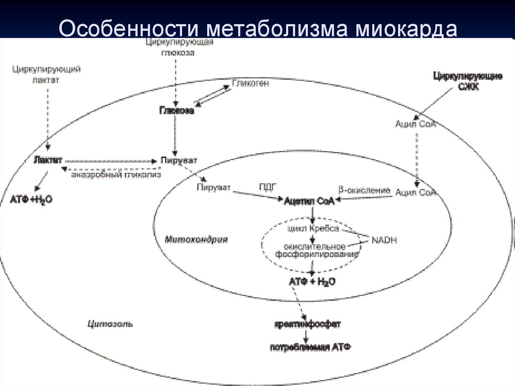 Обменные процессы в миокарде. Особенности энергетического обмена в миокарде. Особенности обмена веществ в миокарде биохимия. Особенности энергетического обмена миокарда биохимия. Энергетический обмен в миокарде.