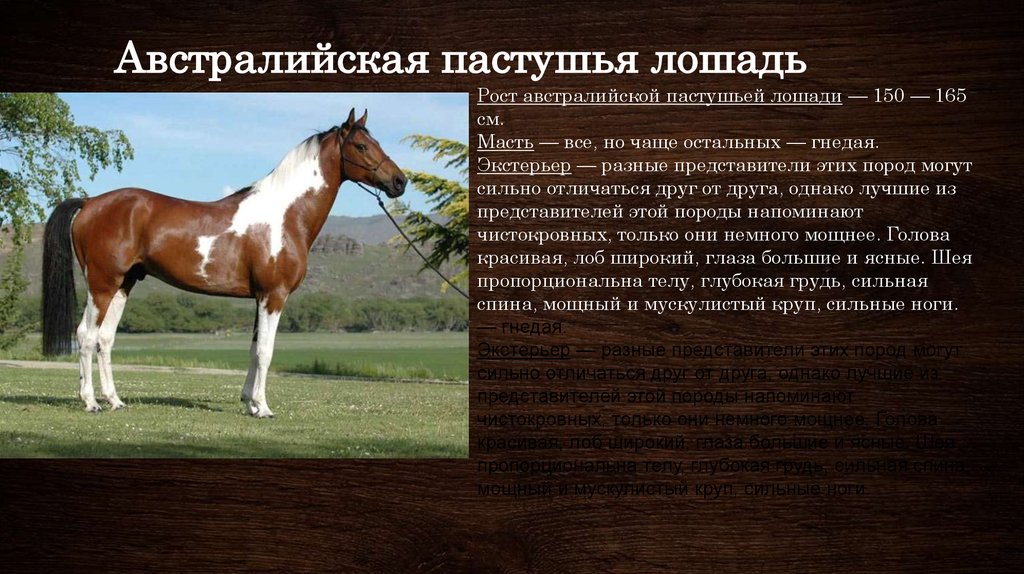 Описание лошадки. Башкирская порода лошадей экстерьер. Породы лошадей характеристика. Породы лошадей с фото и описанием. Описать породы лошадей.