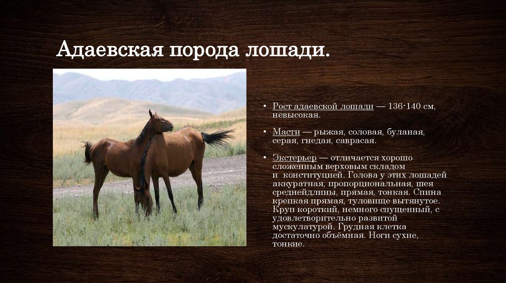 Сообщение о лошади 3 класс. Адаевская порода лошадей. Породы лошадей презентация. Лошадь для презентации. Лошадка для презентации.