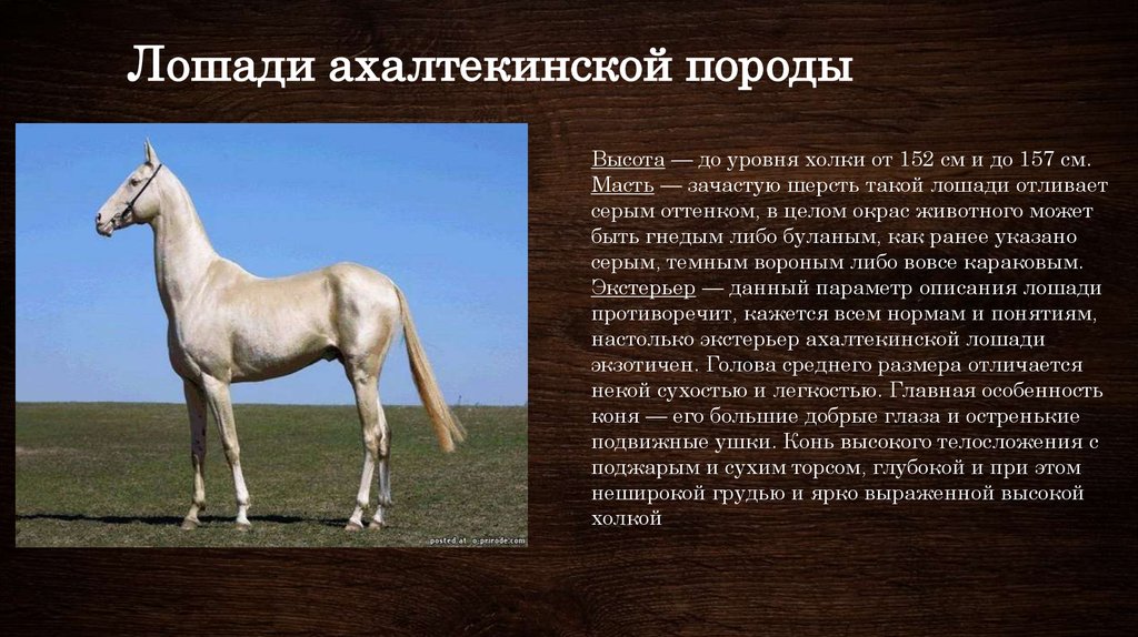 Откуда появилась порода. Ахалтекинская порода лошадей характеристика. Породы лошадей характеристика. Породы лошадей презентация. Лошадь для презентации.