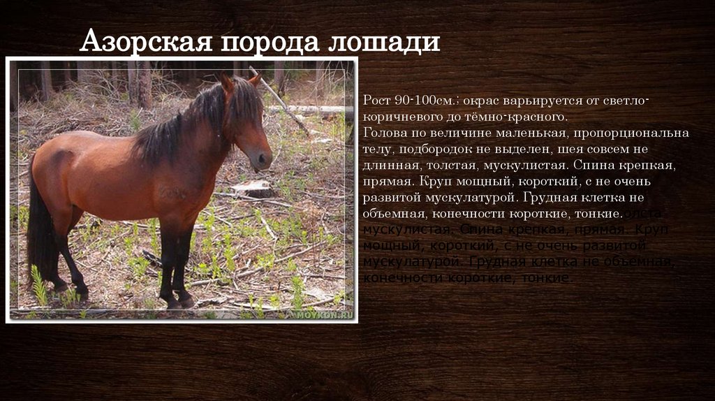 Характеристики рак лошадь. Азорская порода лошади. Породы лошадей презентация. Породы лошадей доклад. Сообщение про породы лошадей кратко.