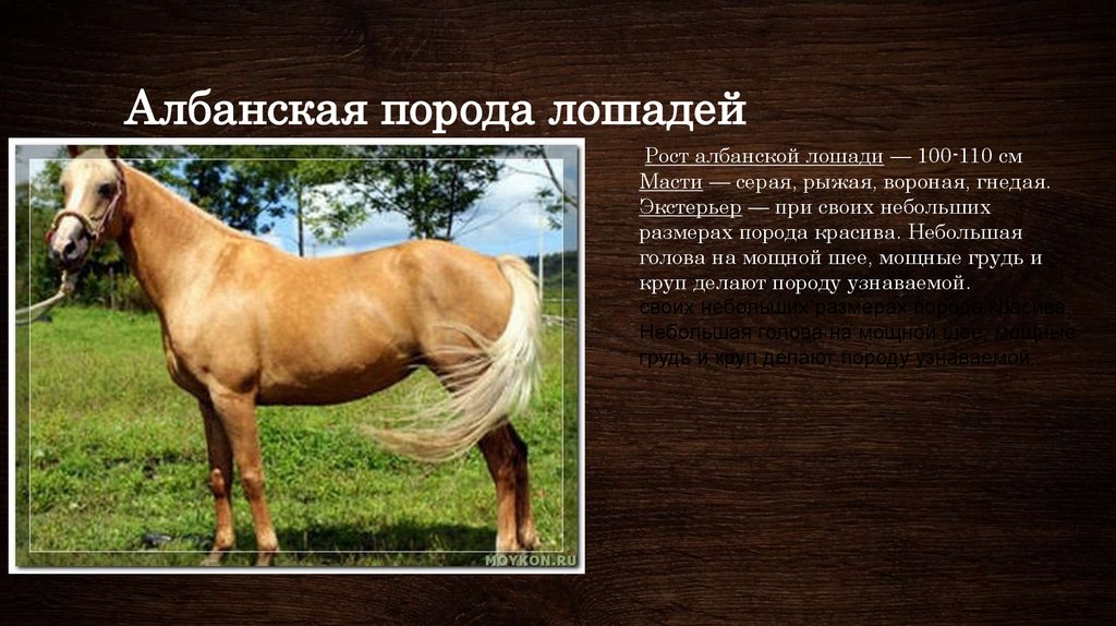 Описание лошадки. Разные породы лошадей. Породы коней названия. Породы лошадей характеристика. Породы лошадей с фотографиями и названиями.