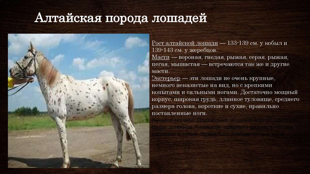 Лошади сообщение 3 класс окружающий. Алтайская пегая лошадь. Породы лошадей характеристика. Породы лошадей с фотографиями и названиями. Сообщение о породе лошадей.