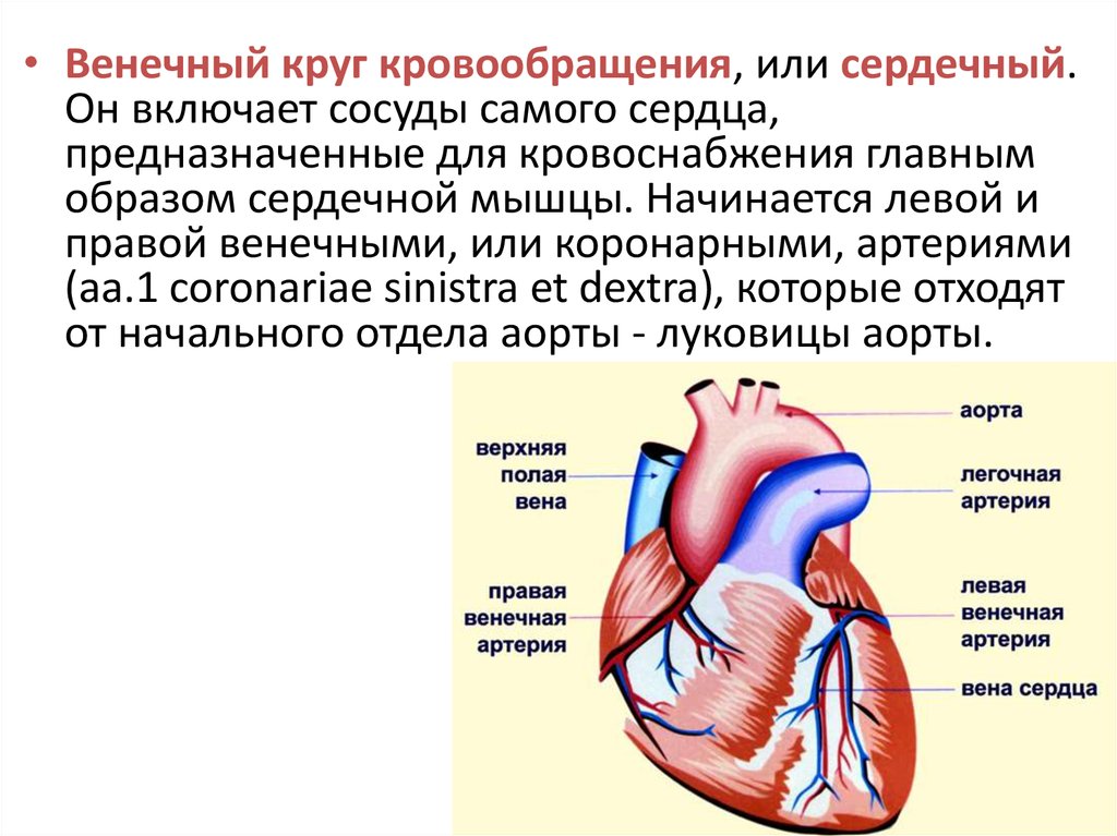 Какое сердце можно назвать. Коронарный круг кровообращения схема. Функция коронарного круга кровообращения. Коронарный круг кровообращения кратко. Сосуды коронарного круга кровообращения.