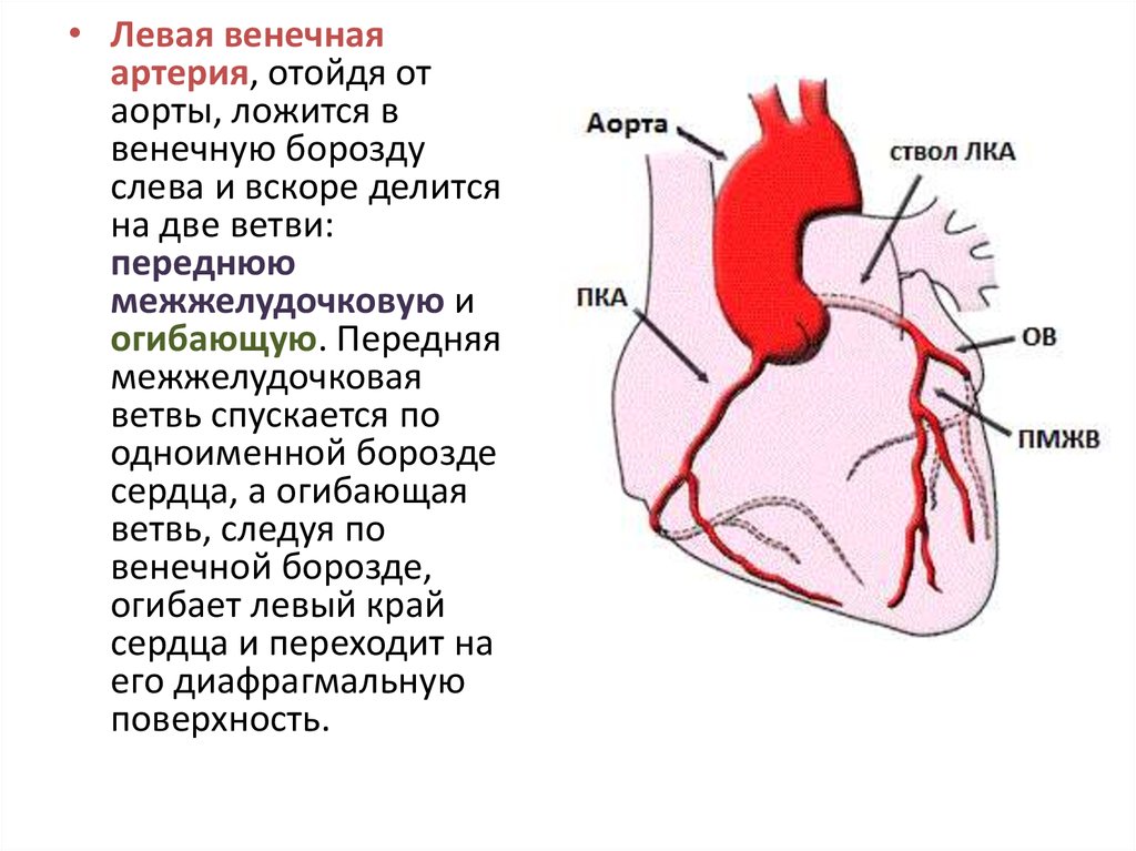 Презентация коронарные артерии