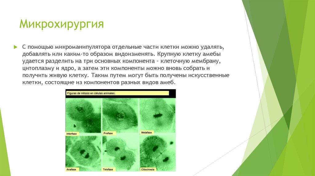 Основные этапы развития цитологии презентация