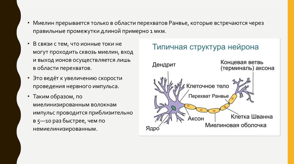Миелиновая оболочка функции. Миелиновая оболочка нервных волокон. Функции миелиновой оболочки нейрона. Миелиновая оболочка состоит из.