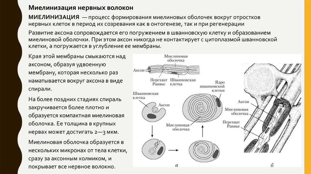 Схема развития нервных волокон