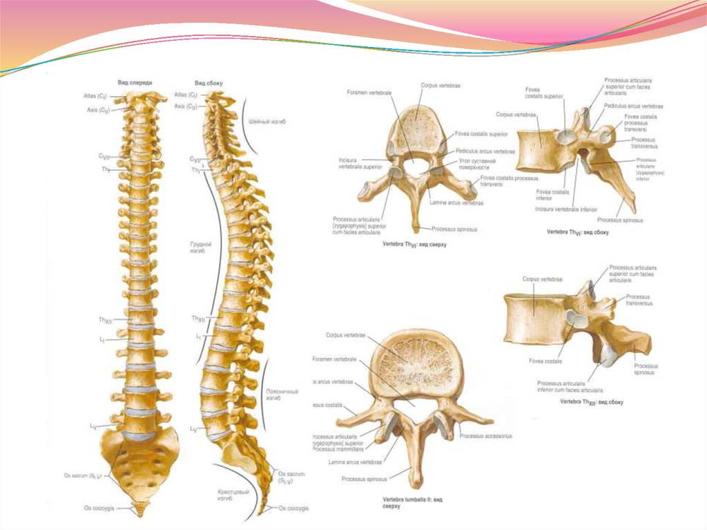 Место анатомии. Позвоночник человека анатомия l3. Атлас позвоночника поясничный позвонок. Анатомия Синельников позвоночник. Грудной позвонок Неттер.