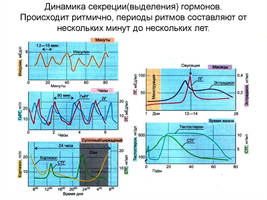 Секреция гормонов происходит