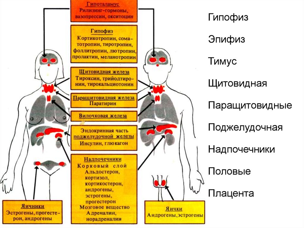 Гормональная железа. Функции желез внутренней секреции физиология. Ослабление активности железы внутренней секреции. Понятие железы внутренней секреции. Железы внутренней секреции перечень.