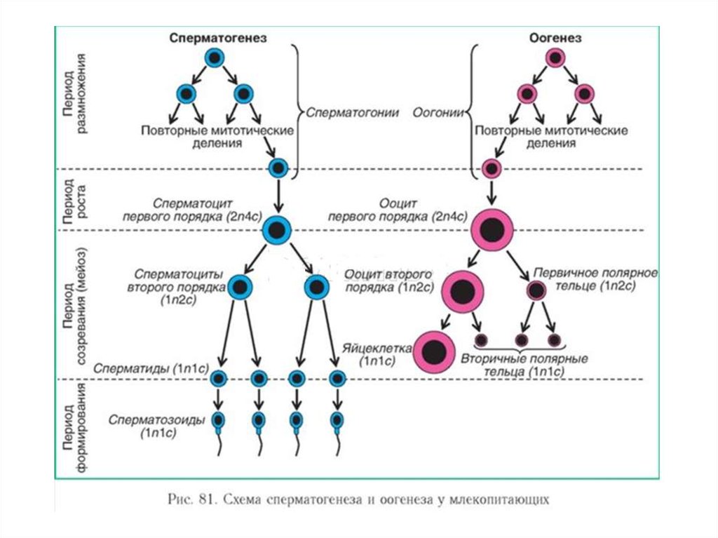 Овогенез схема с подписями