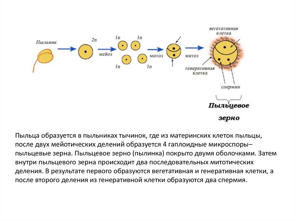 К какому классу относят растение схема развития пыльцевого зерна которого показана на рисунке