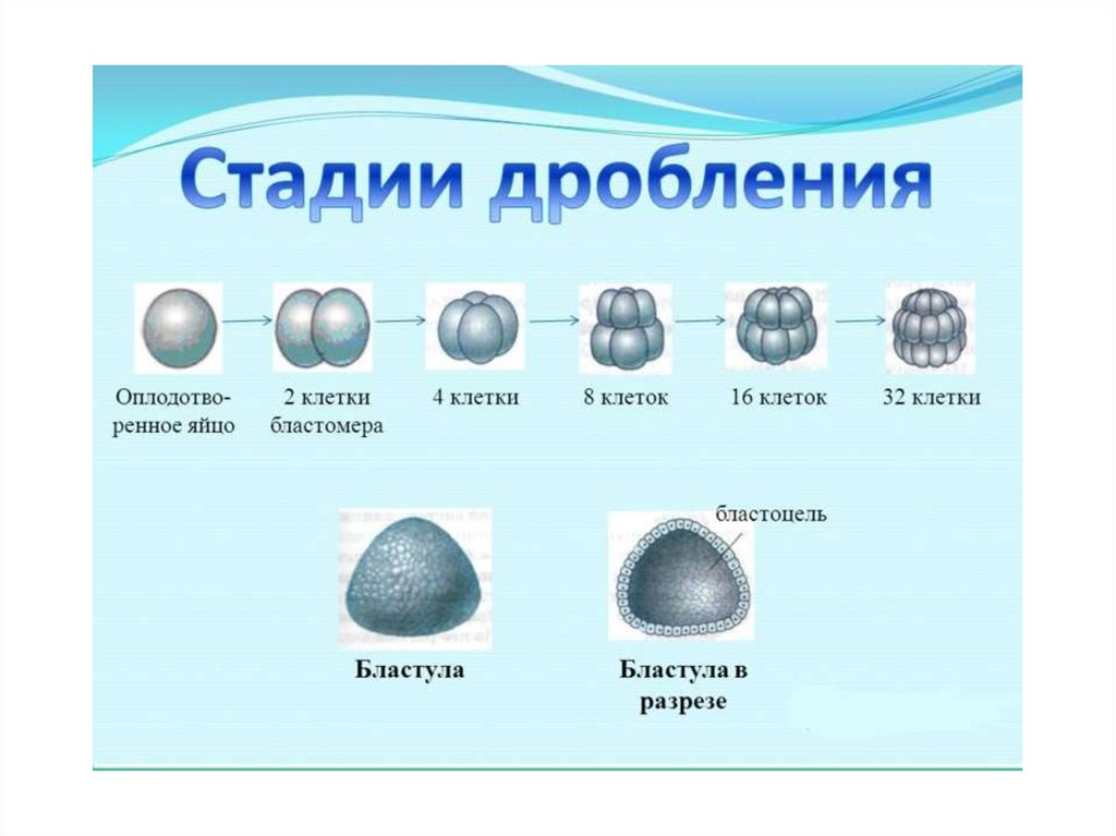 Рисунок стадии. Схема дробления и образования бластулы. Дробление 2 клетки бластомера. Дробление образование бластулы типы бластул. Бластомеры стадия дробления.