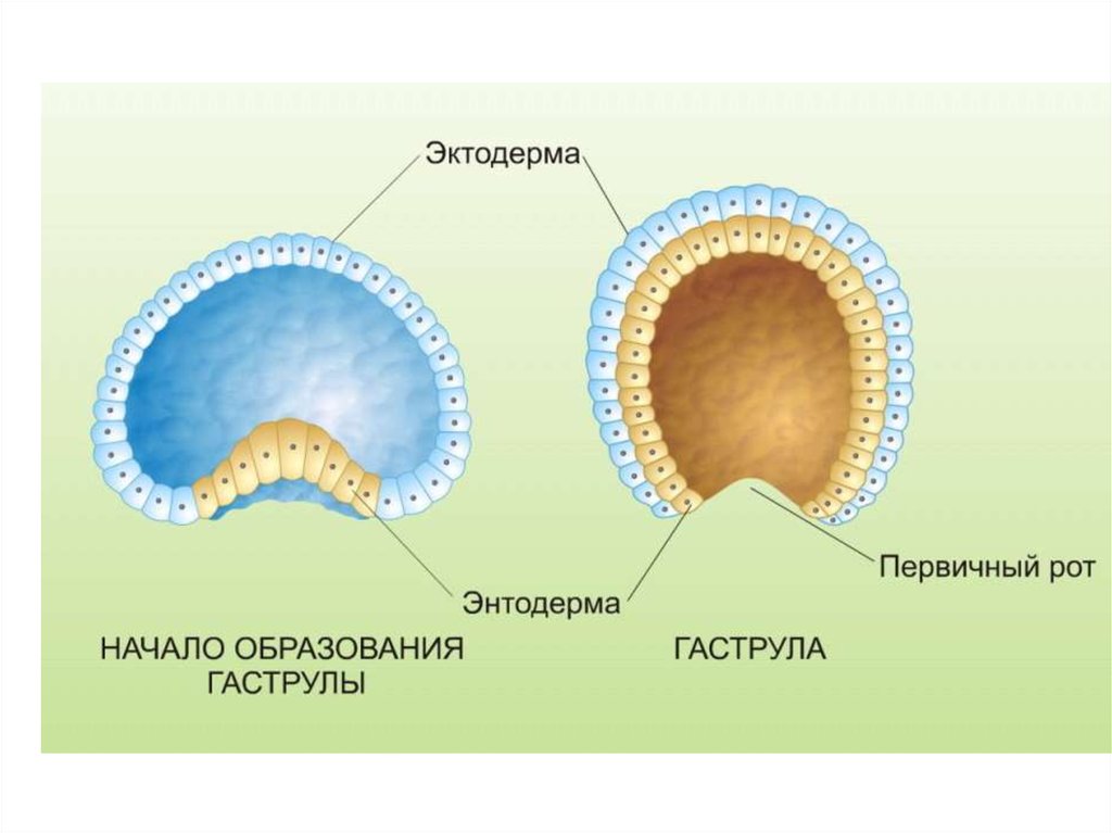 Эмбрионалдық даму кезеңдері бластула гаструла нейрула